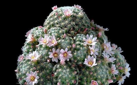 Mammillaria_schiedeana_ssp_giselae_1